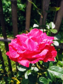 Rose_Henri_Matisse_04