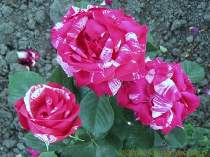 Rose_Henri_Matisse_05