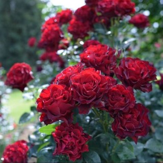 Rose_Hommage_a_Barbara_02