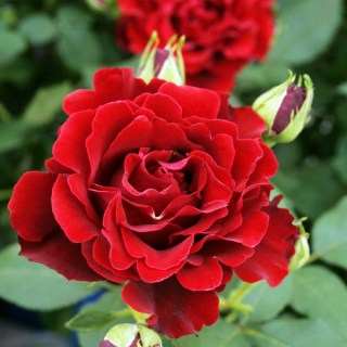 Rose_Hommage_a_Barbara_03