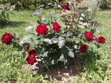 Rose_Hommage_a_Barbara_04