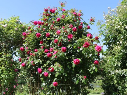 Троянда плетиста Лагуна (Laguna)