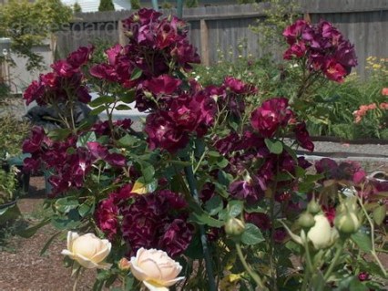 Троянда плетиста Найт Оул (Night Owl)