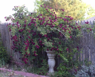 Троянда плетиста Найт Оул (Night Owl)