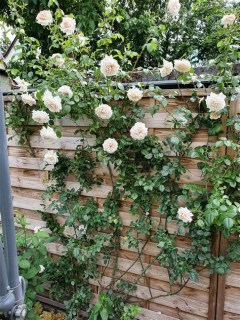 Троянда плетиста Пенні Лейн (Penny Lane)