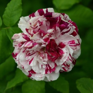 Rose_Pirate_05