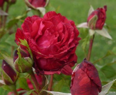 Rose_Red_Intuition_01