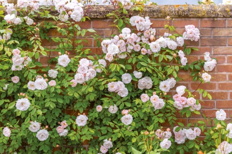 Rose_The_Albrighton_Rambler-03