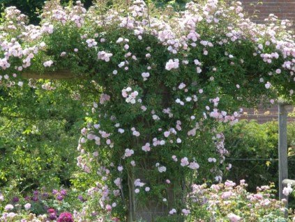 Rose_The_Albrighton_Rambler-05