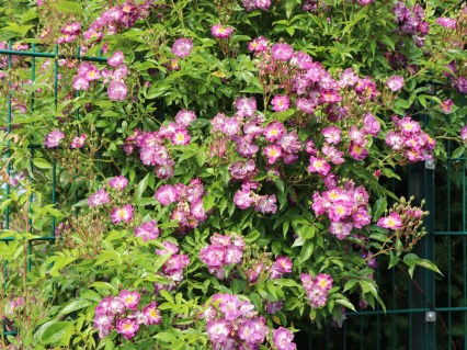 Rose_Veilchenblau_02