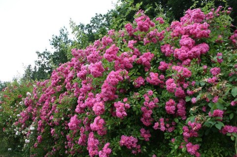 Троянда плетиста Вартбург (Wartburg)