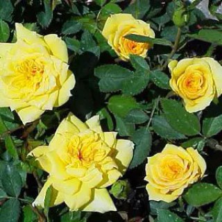 Rose_Yellow_Doll_04