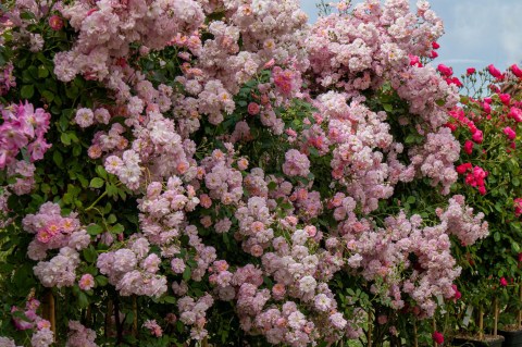 Rose_brise_parfum-01