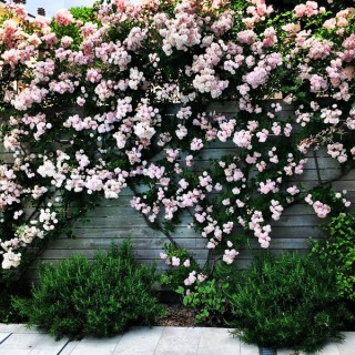 Троянда плетиста Бриз Парфум (Brise Parfum)