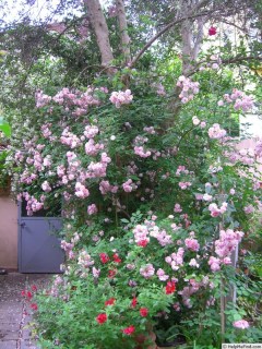 Rose_brise_parfum-03