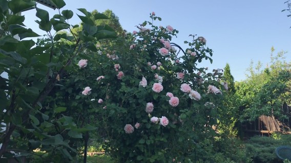Rose_de_Tolbiac_5