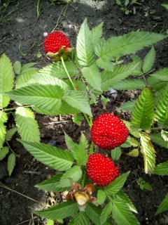 Rubus_illecebrosus_3