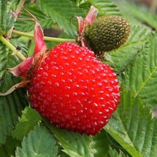 Rubus_illecebrosus_7-500x500-product_popup