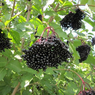Sambucus-Haschberg-03