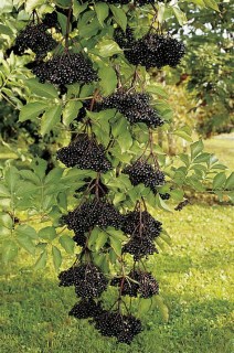 Sambucus-Haschberg-05
