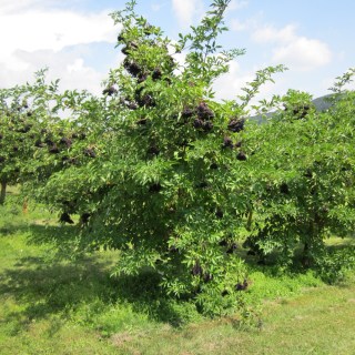 Sambucus-Haschberg-06