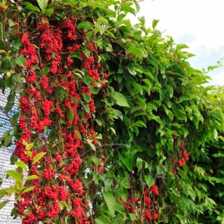 Schizandra-chinensis1-900x900