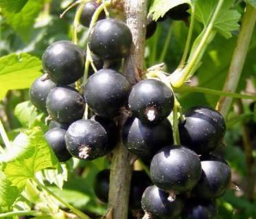 Selechenskaya-2.jpg_gal