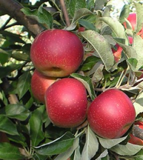 Sort-iabloni-Jonathan11-1