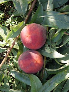 Spring-Lady-04