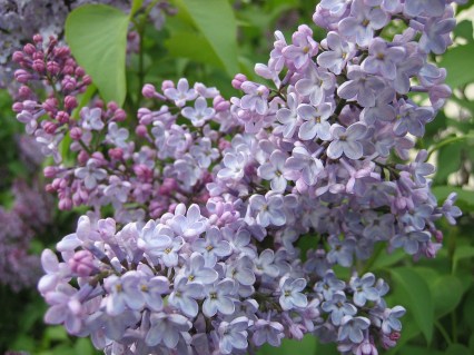Сирень обыкновенная сильнорослая (Syringa) [1-летняя открытая корневая система]