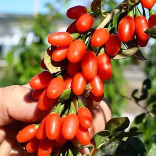 Годжи Свит Лайфберри (Sweet Lifeberry)