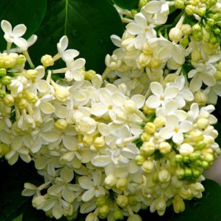 Syringa-Primrose-01