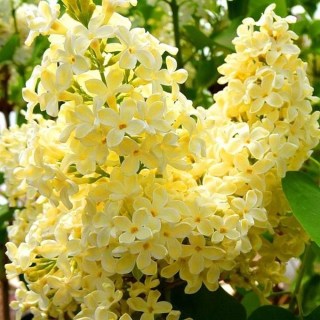 Сирень Примроуз (Syringa vulgaris Primrose)