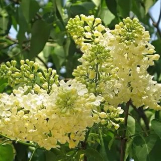 Syringa-Primrose-04