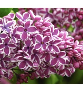 Syringa-Sensation-02