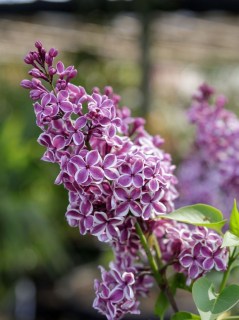 Syringa-Sensation-03