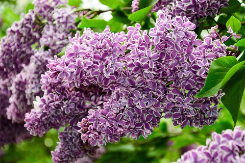 Syringa-Sensation-04