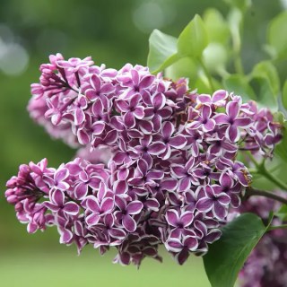 Сирень Сенсация (Syringa vulgaris Sensation)