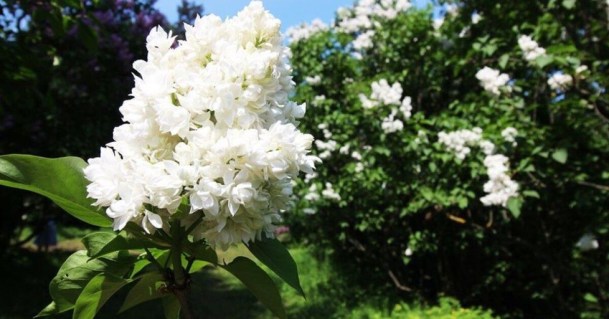 Syringa-vulgaris-Lesya-Ukrainka-03