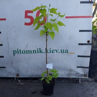 Syringa-vulgaris-Lesya-Ukrainka