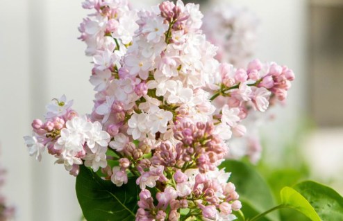 Syringa_vulgaris_Karamel_01