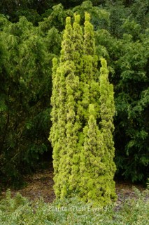 Taxus-baccata-David-01