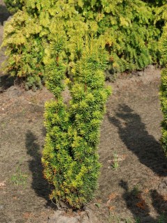 Taxus-baccata-David-02