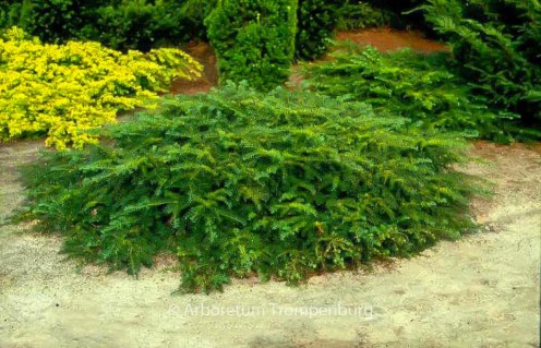Taxus_baccata_Repandens_02