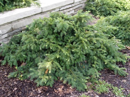 Taxus_baccata_Repandens_03