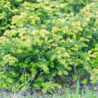 Taxus_baccata_Repandens_04