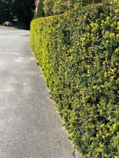 Taxus_cuspidata_Lescow_04