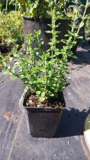 Реальне фото саджанця Дубовника в контейнері p9