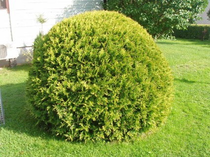Thuja-occidentalis-Golden-Globe