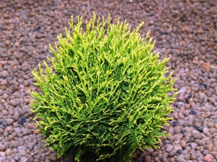 Thuja-occidentalis-Waterfield_02